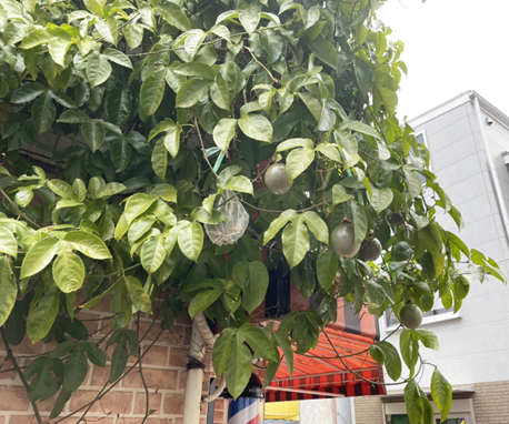 パッションフルーツのグリーンカーテン すこっぷ