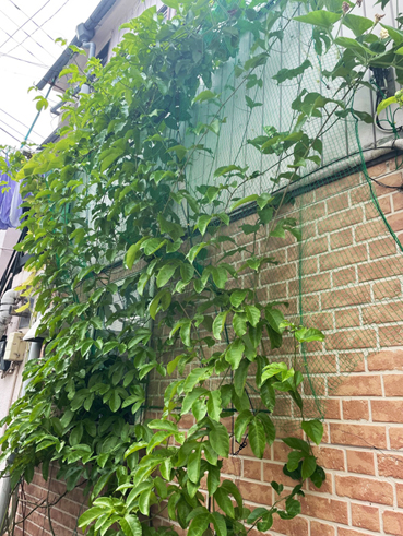 パッションフルーツのグリーンカーテン すこっぷ